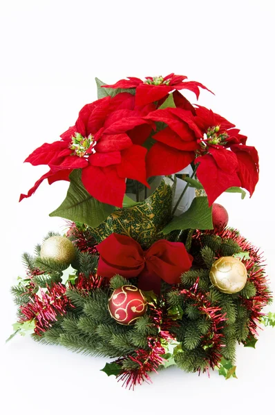 depositphotos_1277847-stock-photo-christmas-flower-poinsettia