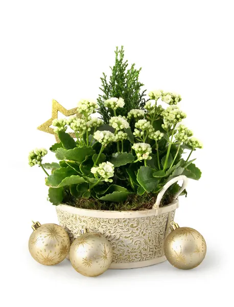depositphotos_9352286-stock-photo-christmas-flower